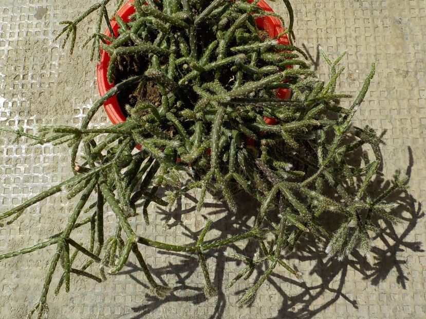  - rhipsalis pilocarpa