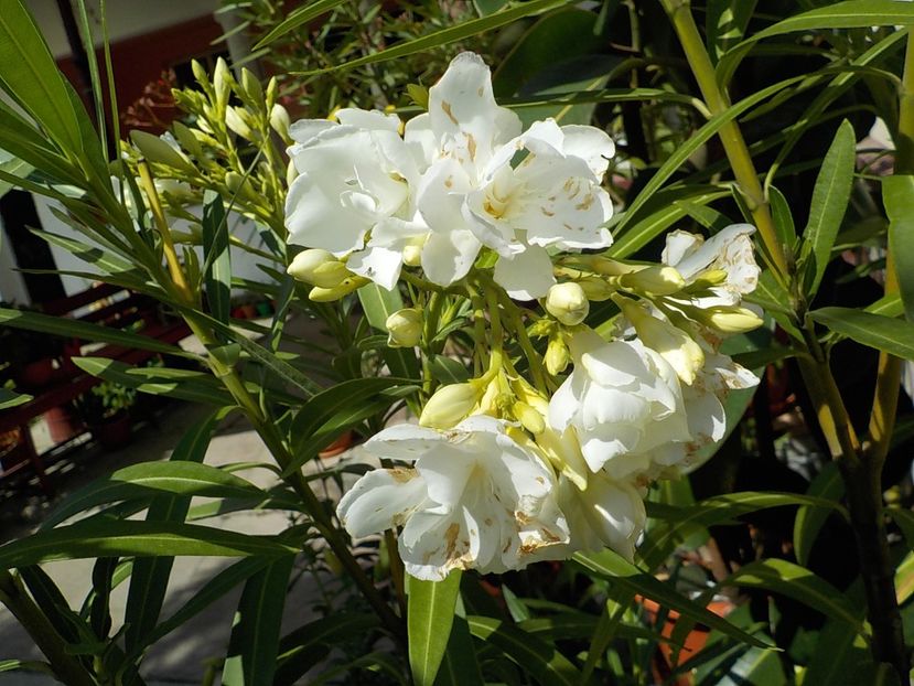  - mont blanc leandru nr 22