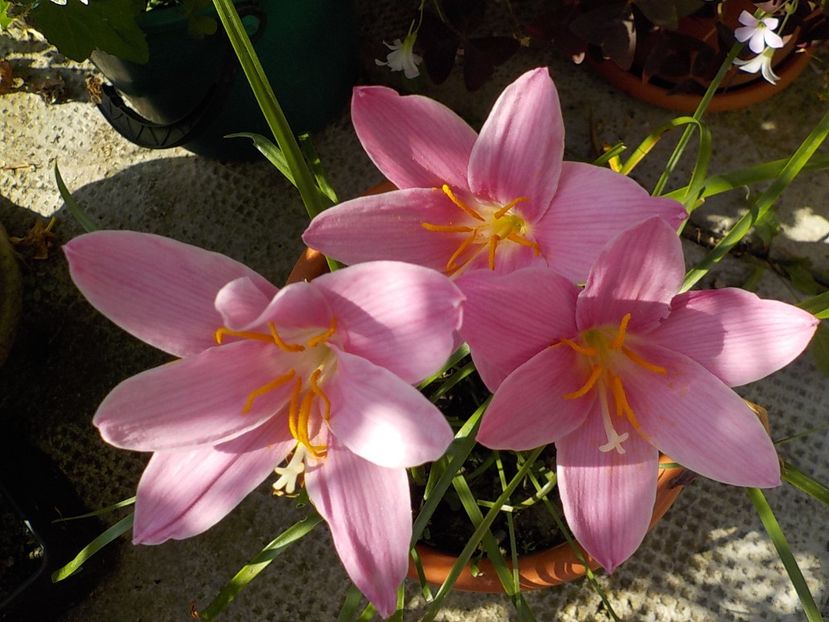  - zephiranthes