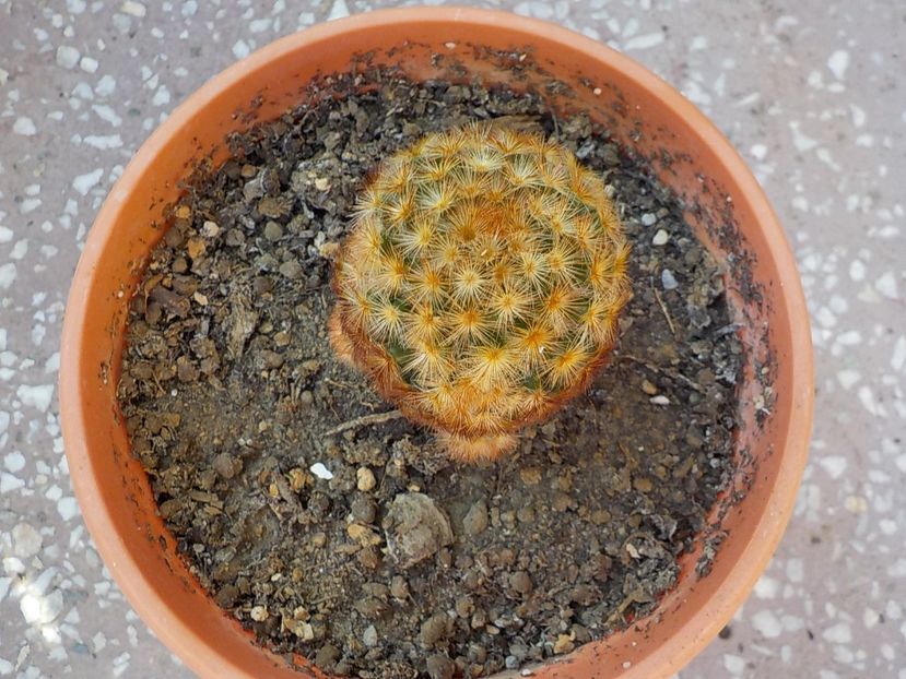  - mammillaria carmenae 2019
