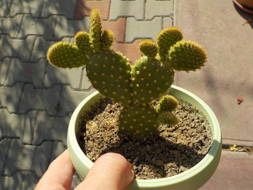  - opuntia microdasys