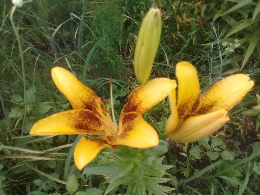  - Crini de gradina 2015- prezent