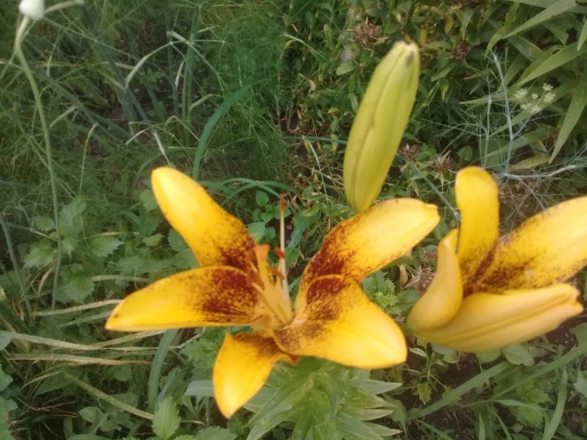  - Crini de gradina 2015- prezent