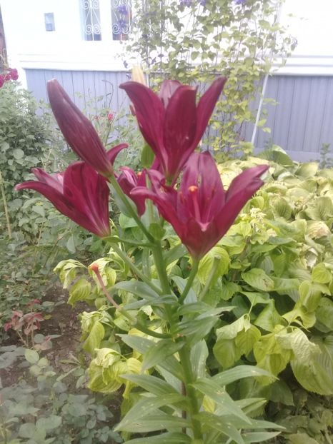  - Crini de gradina 2015- prezent