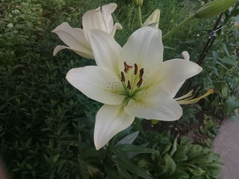  - Crini de gradina 2015- prezent