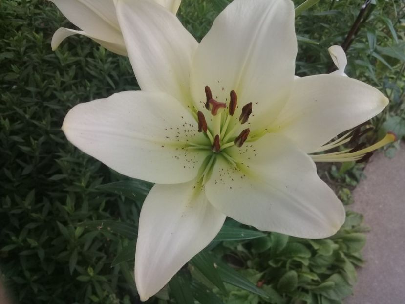  - Crini de gradina 2015- prezent