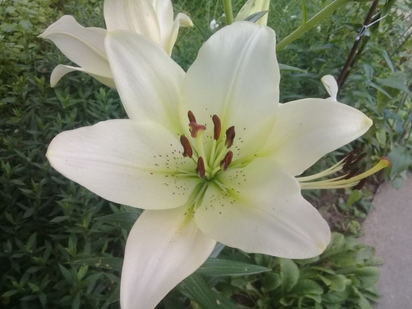  - Crini de gradina 2015- prezent