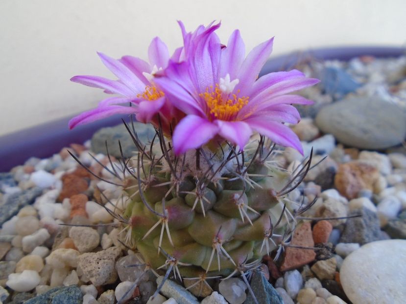 Turbinicarpus viereckii - Cactusi 2019 bis