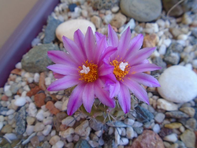 Turbinicarpus viereckii - Cactusi 2019 bis