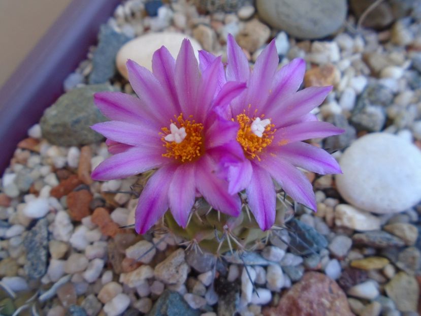 Turbinicarpus viereckii - Cactusi 2019 bis
