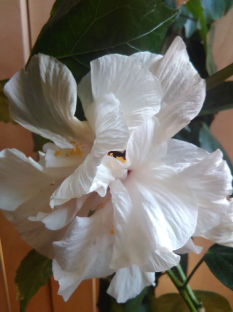  - Hibiscus 2015-2024