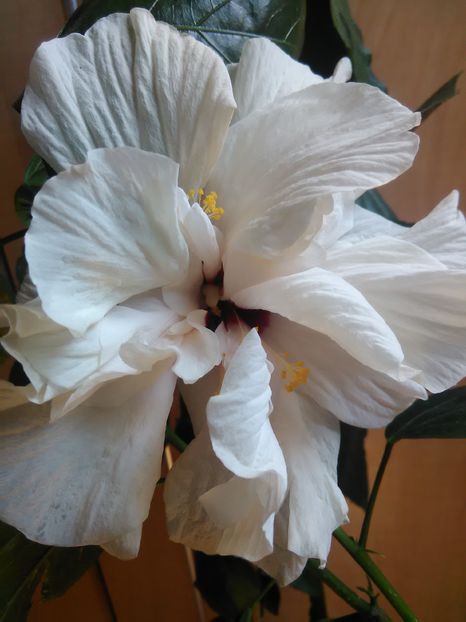 - Hibiscus 2015-2024