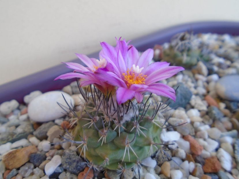 Turbinicarpus viereckii - Cactusi 2019 bis