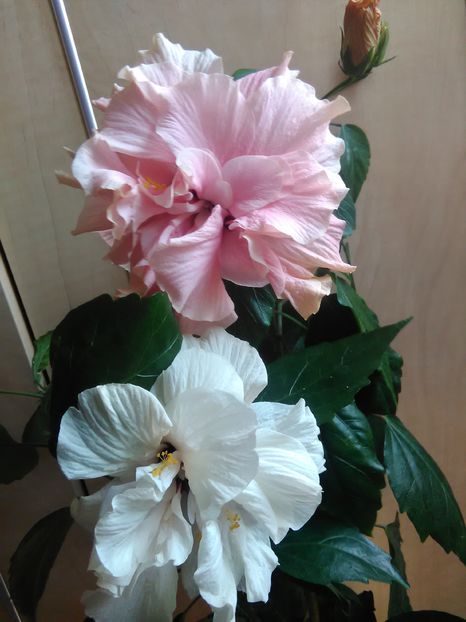  - Hibiscus 2015-2024