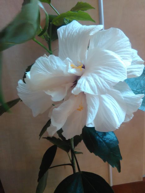  - Hibiscus 2015-2024