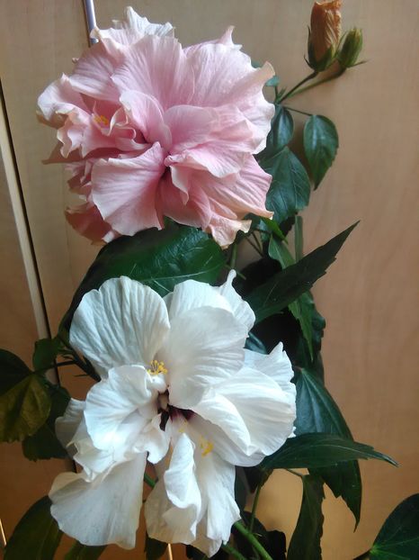  - Hibiscus 2015-2024