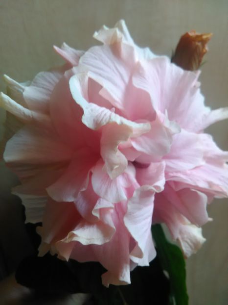  - Hibiscus 2015-2024