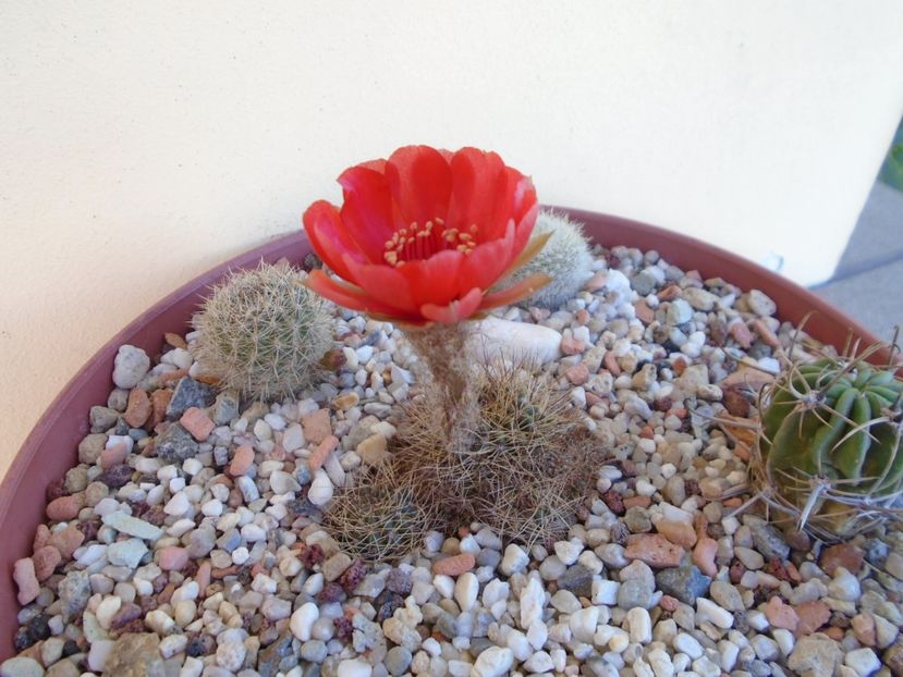 Lobivia arachnacantha ssp. densiseta - Cactusi 2019 bis