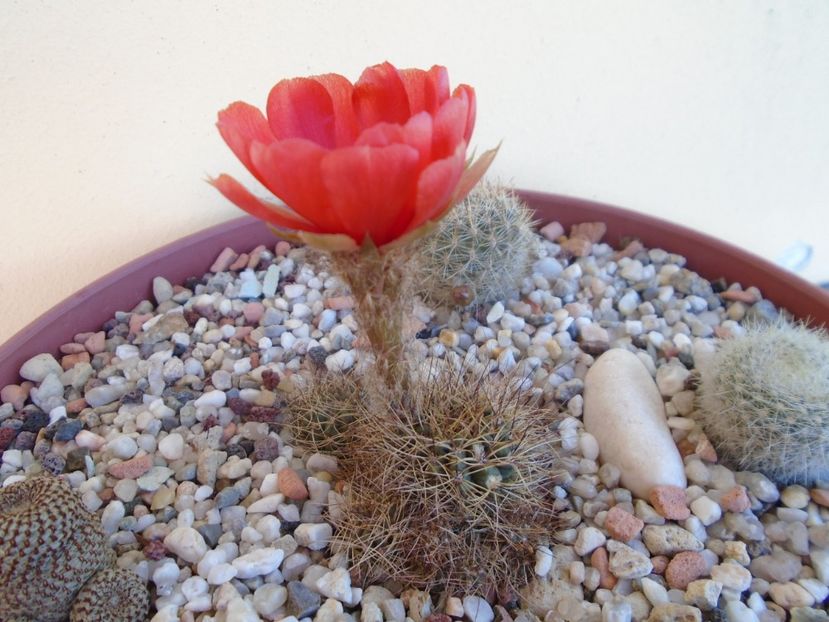 Lobivia arachnacantha ssp. densiseta - Cactusi 2019 bis