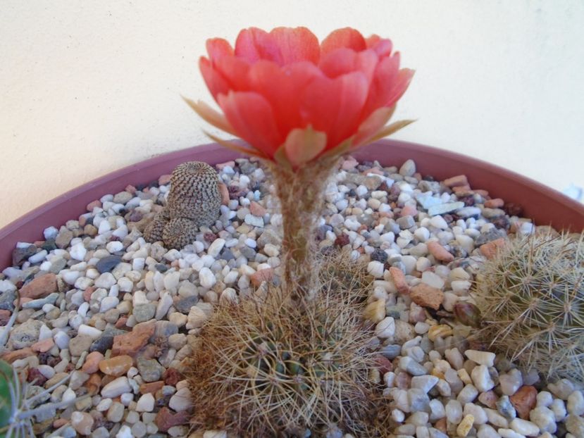 Lobivia arachnacantha ssp. densiseta - Cactusi 2019 bis