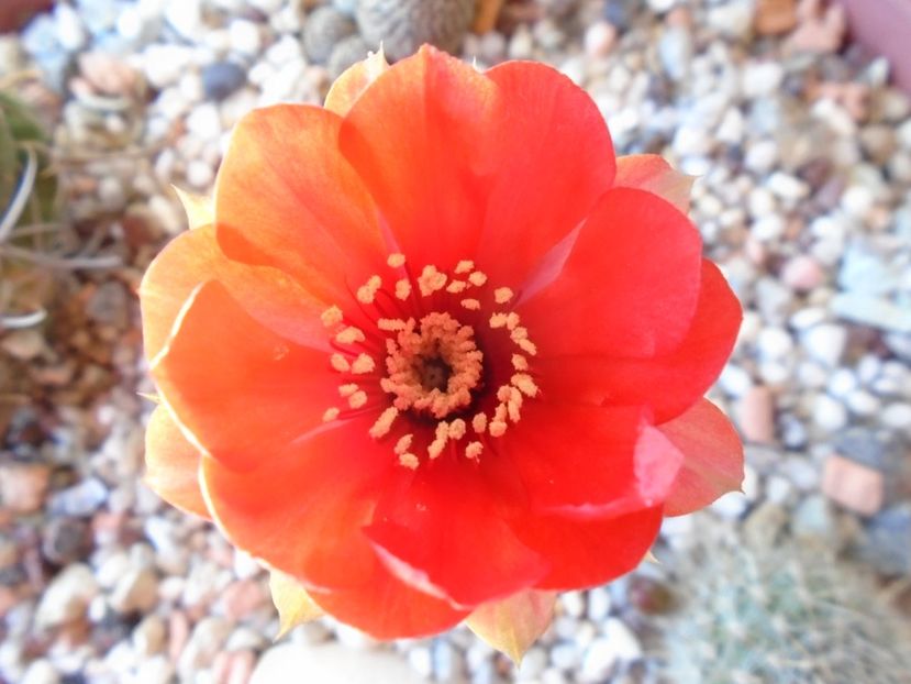 Lobivia arachnacantha ssp. densiseta - Cactusi 2019 bis