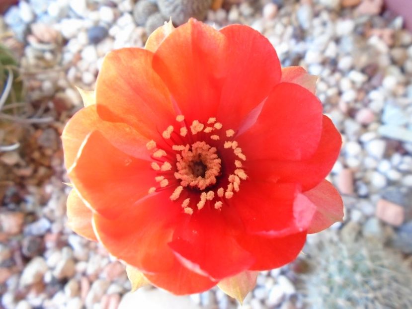 Lobivia arachnacantha ssp. densiseta - Cactusi 2019 bis