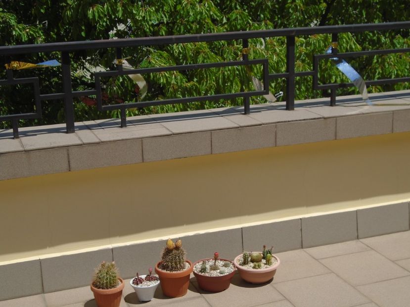 Folie antipasari - Cactusi 2019 bis