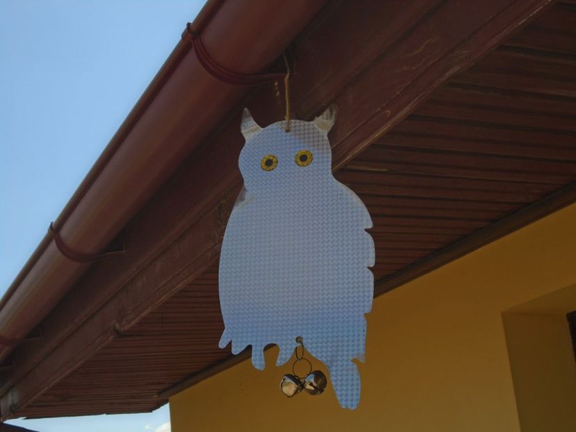 Holograma - sperietoare de pasari - Cactusi 2019 bis