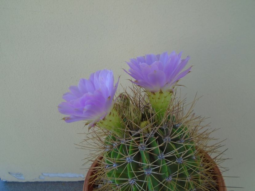 Acanthocalycium spiniflorum - Cactusi 2019 bis