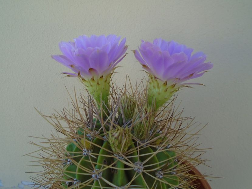 Acanthocalycium spiniflorum - Cactusi 2019 bis