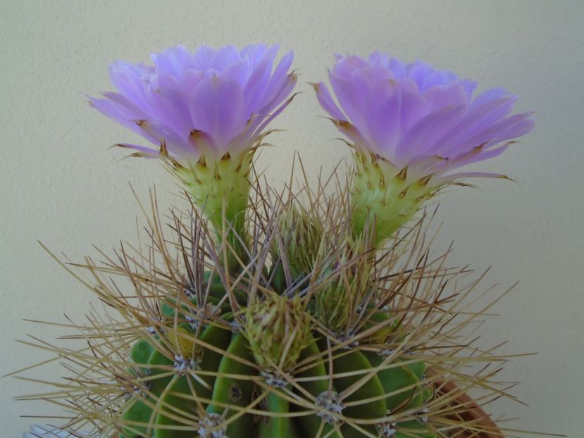 Acanthocalycium spiniflorum - Cactusi 2019 bis