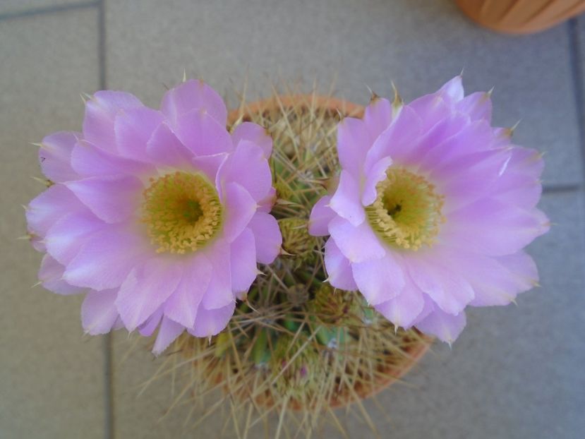 Acanthocalycium spiniflorum - Cactusi 2019 bis