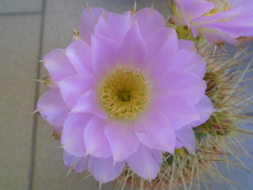Acanthocalycium spiniflorum - Cactusi 2019 bis