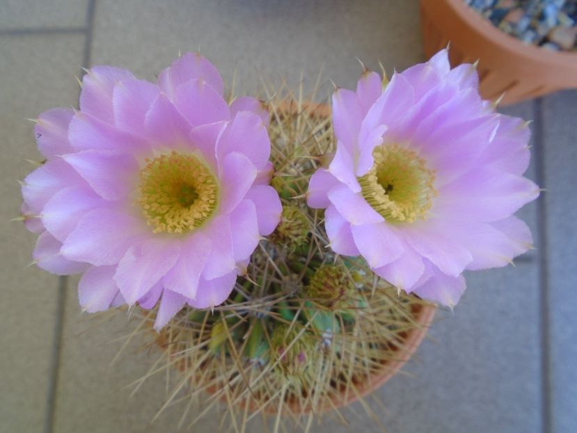 Acanthocalycium spiniflorum - Cactusi 2019 bis