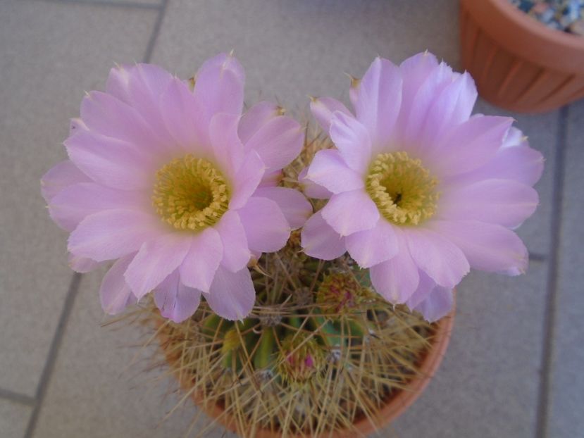 Acanthocalycium spiniflorum - Cactusi 2019 bis
