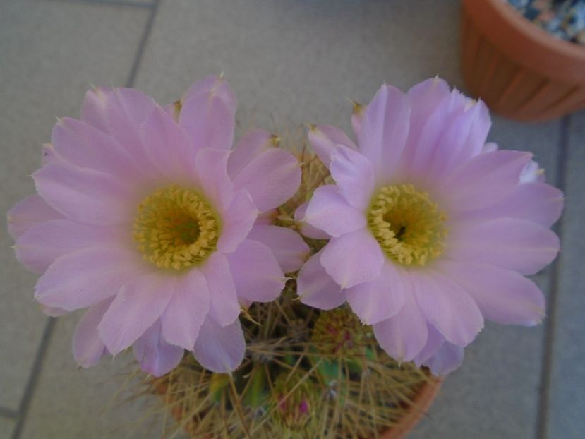 Acanthocalycium spiniflorum - Cactusi 2019 bis