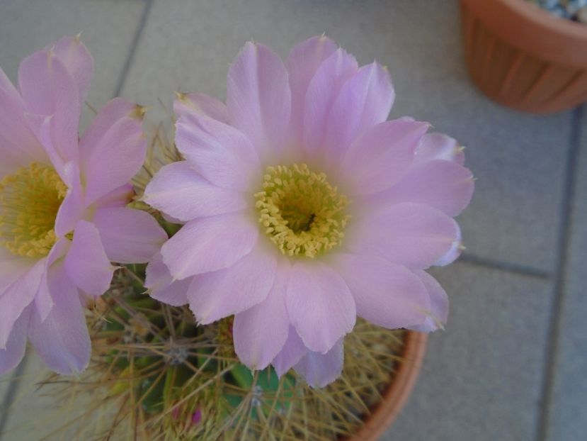 Acanthocalycium spiniflorum - Cactusi 2019 bis