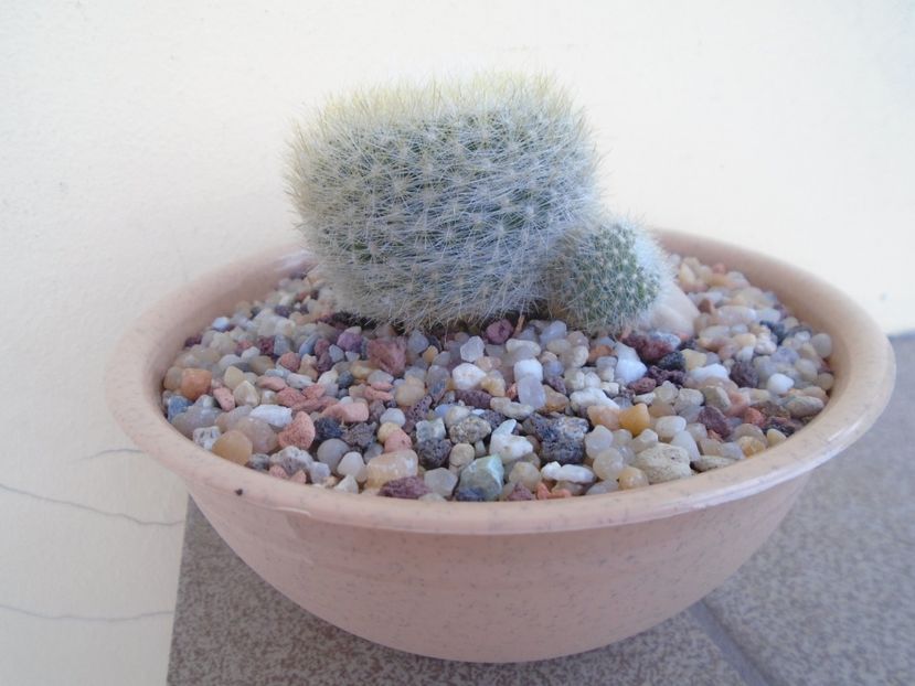 Notocactus (Parodia) haselbergii - Cactusi 2018 final de an