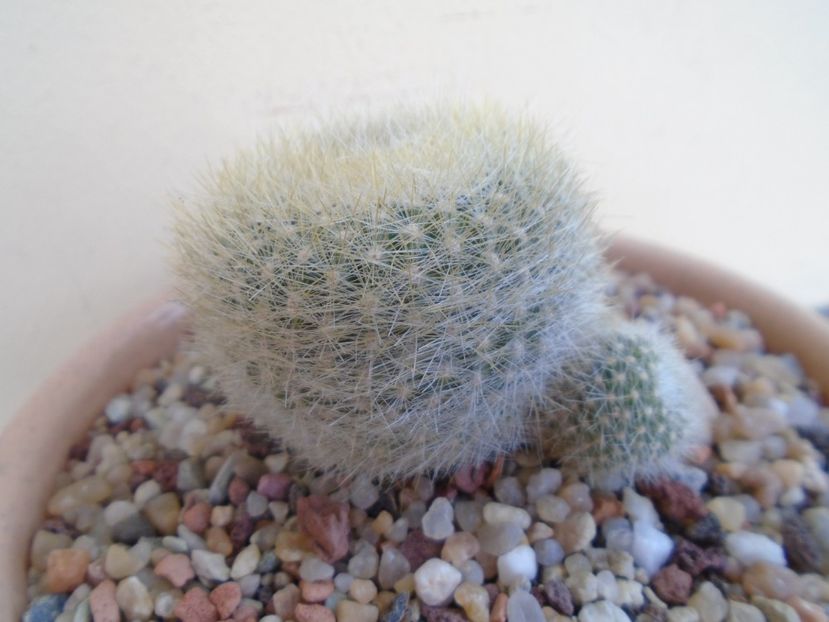 Notocactus (Parodia) haselbergii - Cactusi 2018 final de an