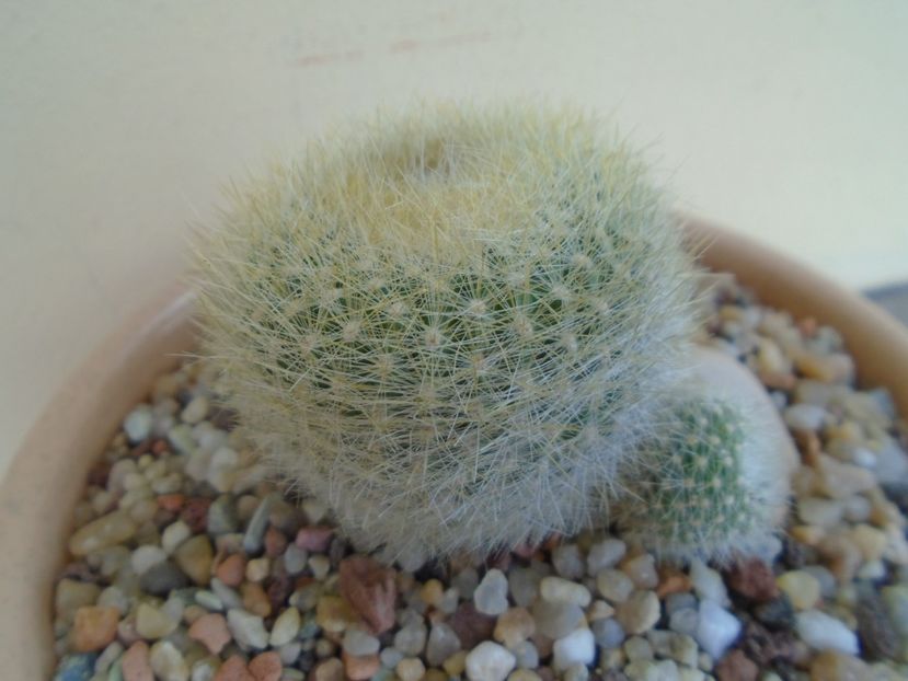 Notocactus (Parodia) haselbergii - Cactusi 2018 final de an