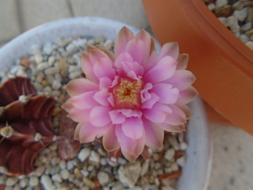 Gymnocalycium friedrichii - Cactusi 2019 Gymnocalycium