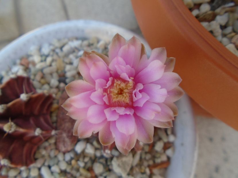 Gymnocalycium friedrichii - Cactusi 2019 Gymnocalycium
