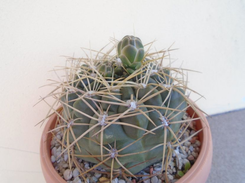 Gymnocalycium monvillei - Cactusi 2019 Gymnocalycium