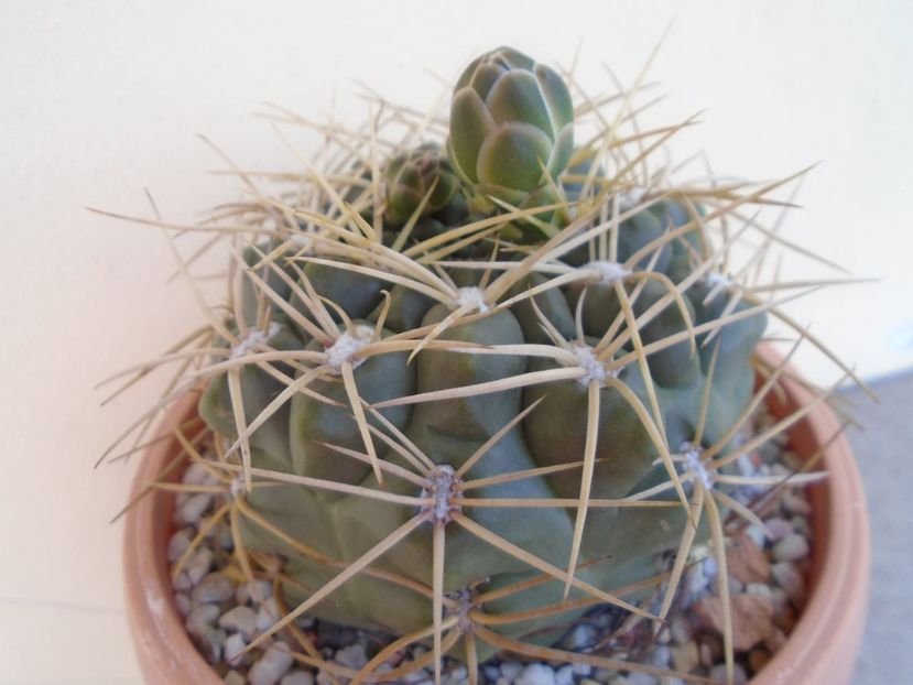 Gymnocalycium monvillei - Cactusi 2019 Gymnocalycium