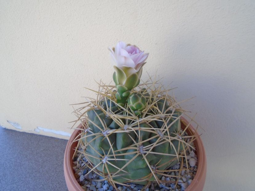 Gymnocalycium monvillei - Cactusi 2019 Gymnocalycium