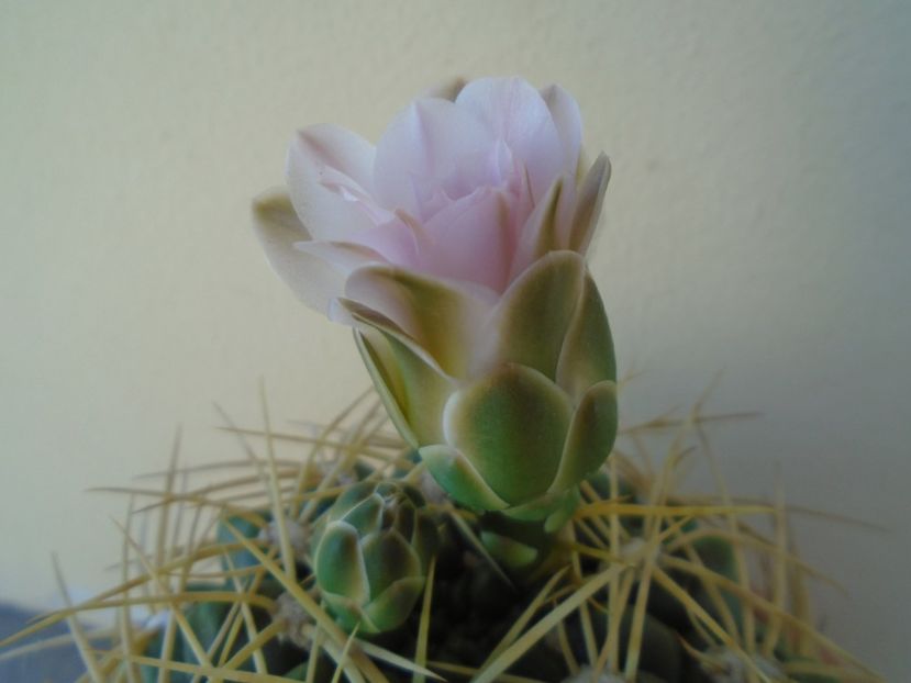 Gymnocalycium monvillei - Cactusi 2019 Gymnocalycium