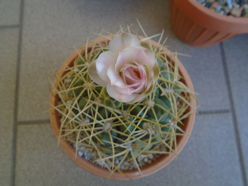 Gymnocalycium monvillei - Cactusi 2019 Gymnocalycium