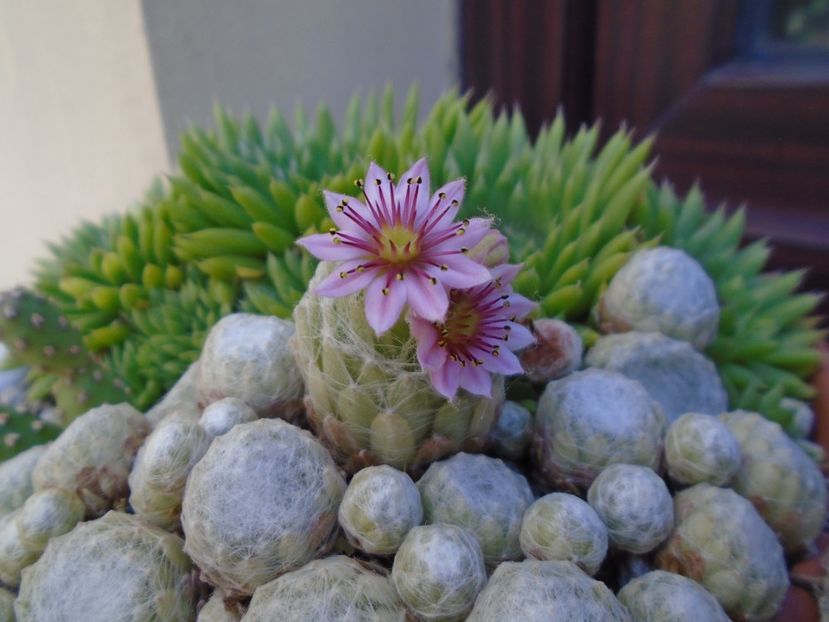 Sempervivum arachnoideum - Suculente 2019