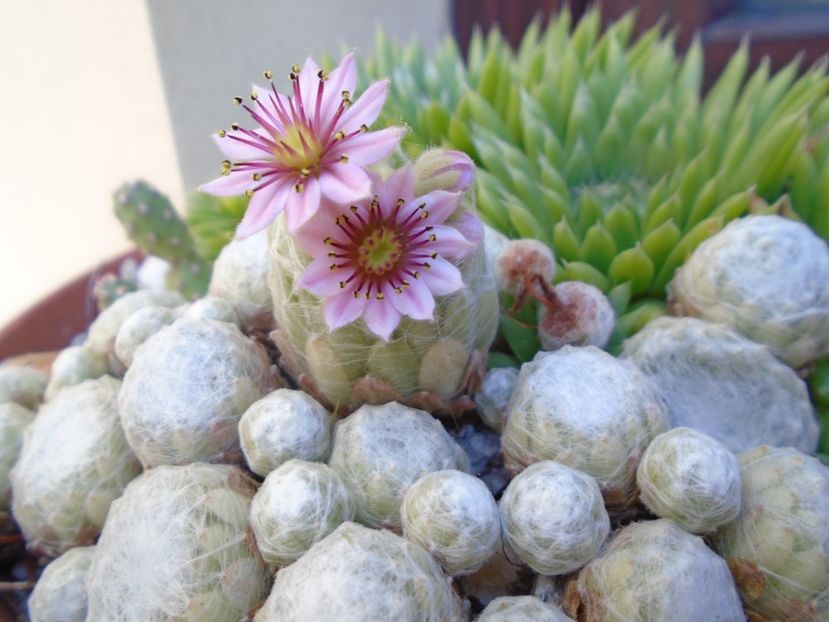 Sempervivum arachnoideum - Suculente 2019