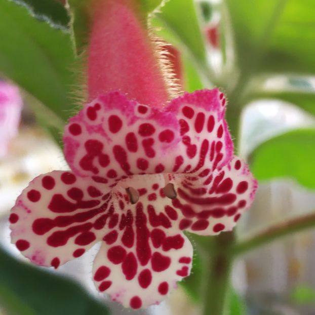  - Kohleria 2019